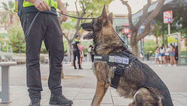 Unitat canina policia local