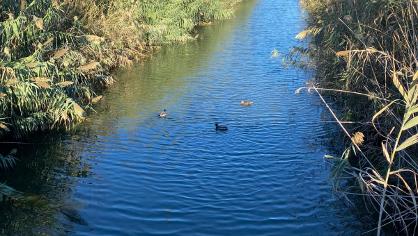 Canal Bunyola