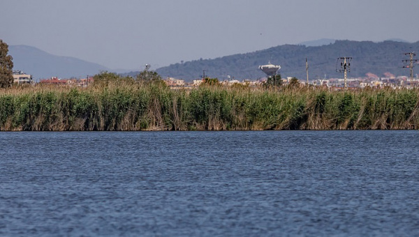 Espai natural protegit de la Ricarda, al Delta del Llobregat.