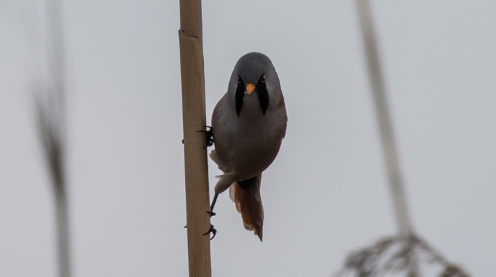 Panurus biarmicus