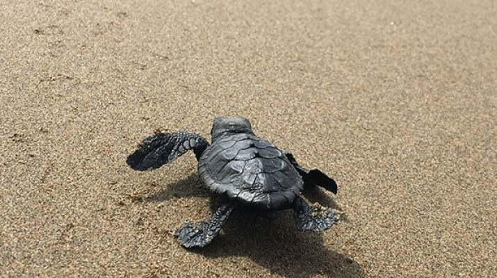 niu-tortuga