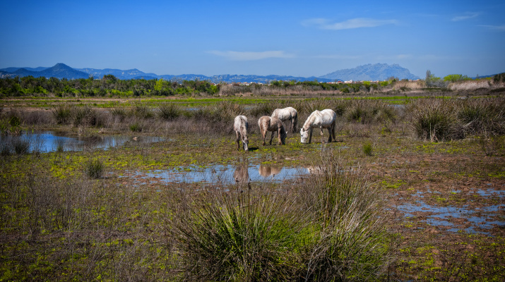 Visita guiada als Espais Naturals del Riu