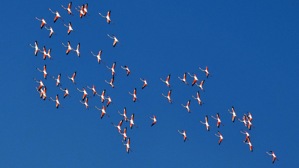 Flamencs. Autor: Ramon Lasheras