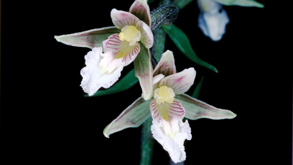 Epipactis palustris