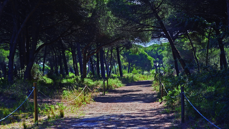 Pineda de Can Camins