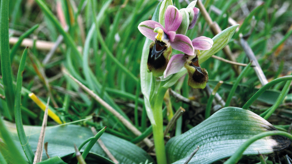 Ophrys tenthredinifera