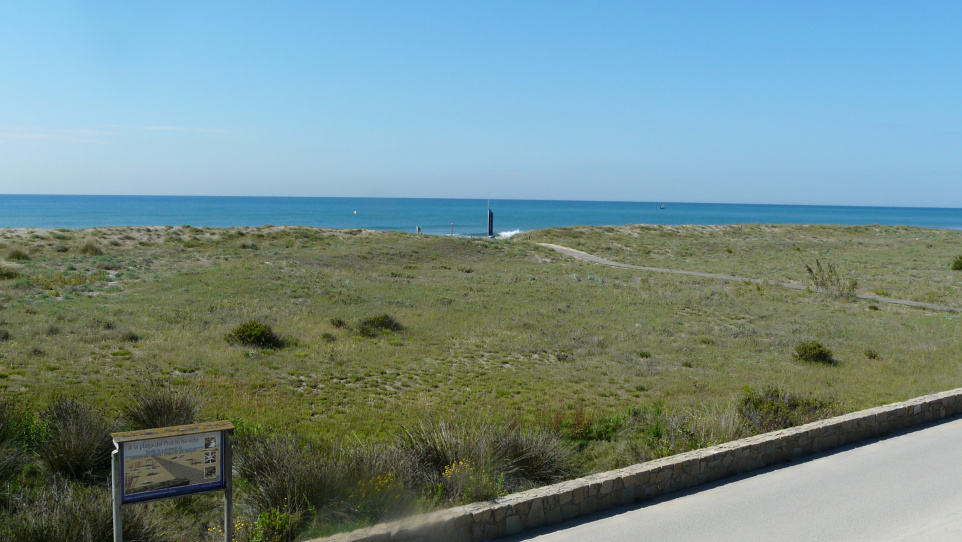 Biodiversitat platja