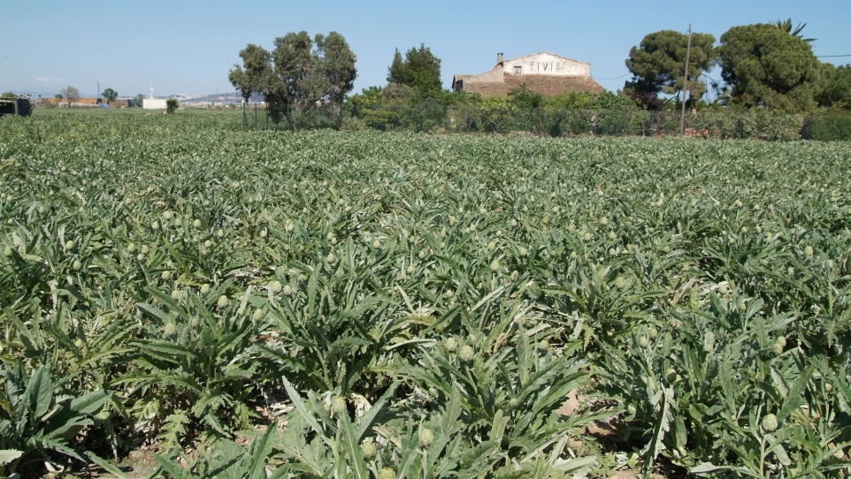 Parc agrari baix Llobregat