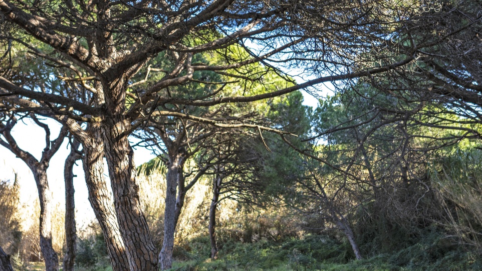 Pineda de Ca l'Arana