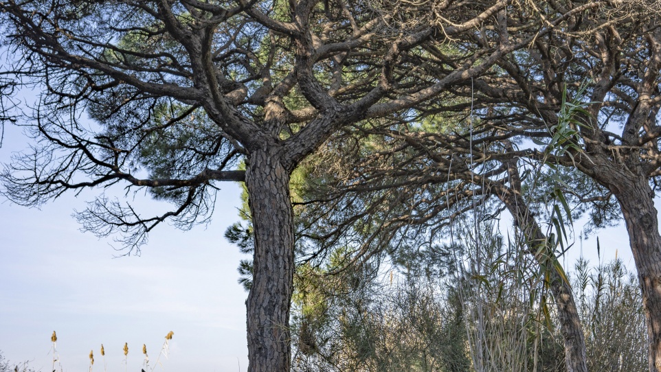 Pineda de Ca l'Arana