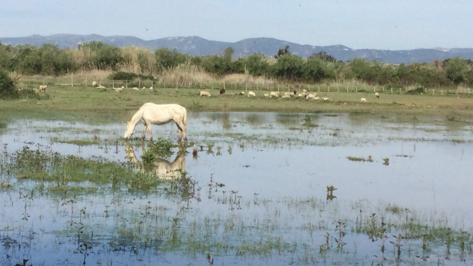 Espais naturals-cavalls de la Camarga