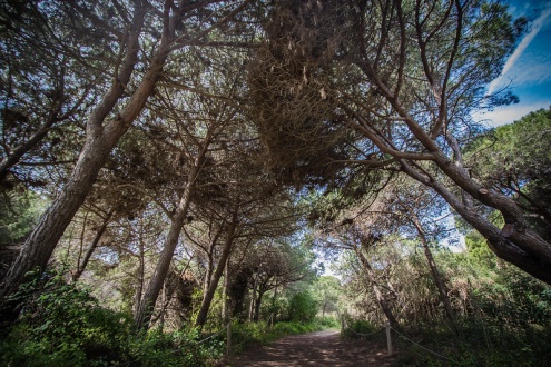 La pineda de Can Camins