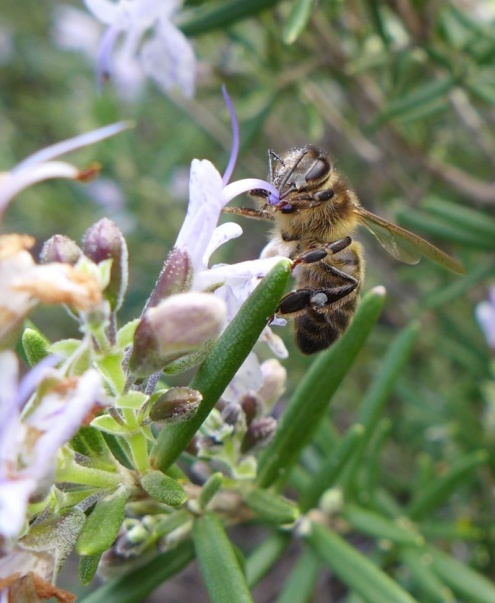 Una abella en un jardí del Prat.
