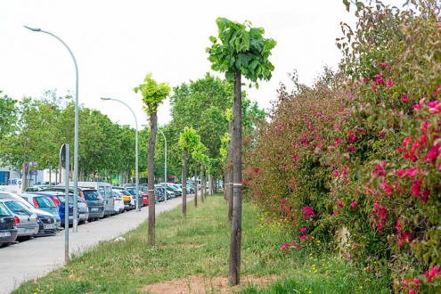 Arbres recentment trasplantats al c. d'Apel·les Mestres. 