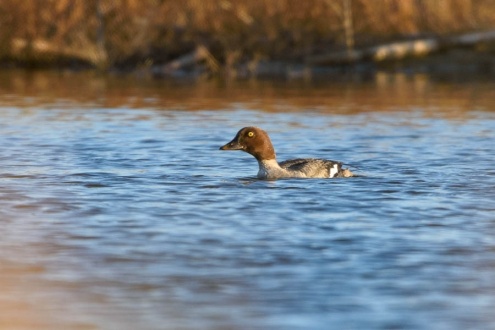 Morell d'ulls grocs. Foto: Xavier Villegas