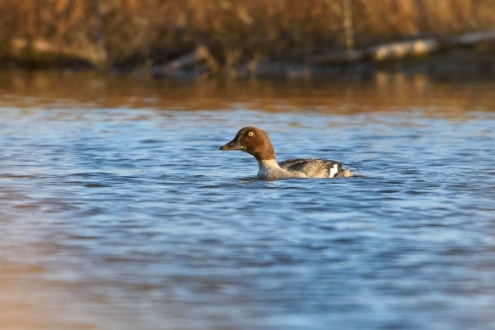 Morell d'ulls grocs. Foto: Xavier Villegas