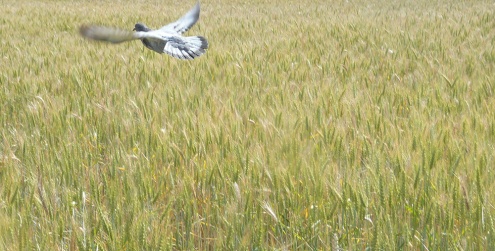 Un colom sobrevola un camp de cereal del Parc Agrari.
