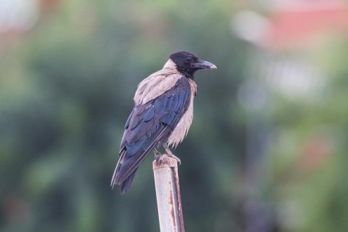 Una de les cornelles emmantellades que viu a la nostra ciutat. FOTO: Ferran López