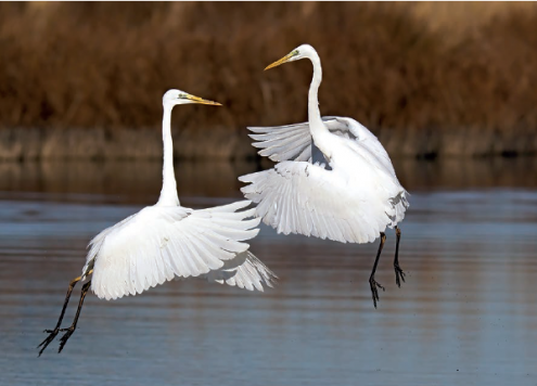 La fauna del delta del Llobregat