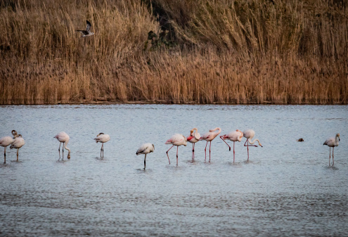 Flamencs al delta febrer 2022