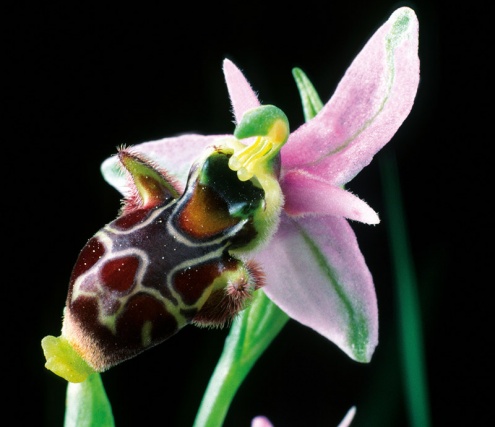 orquídia