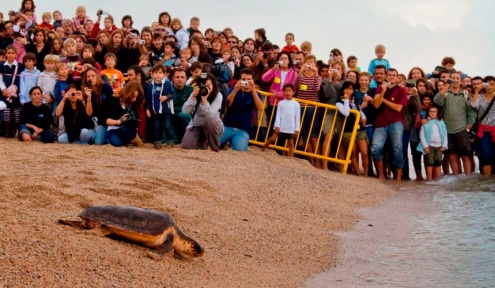 Alliberament d'una tortuga a la platja del Prat.