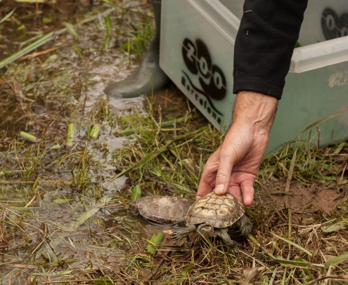 tortugues ibèriques d'aigua