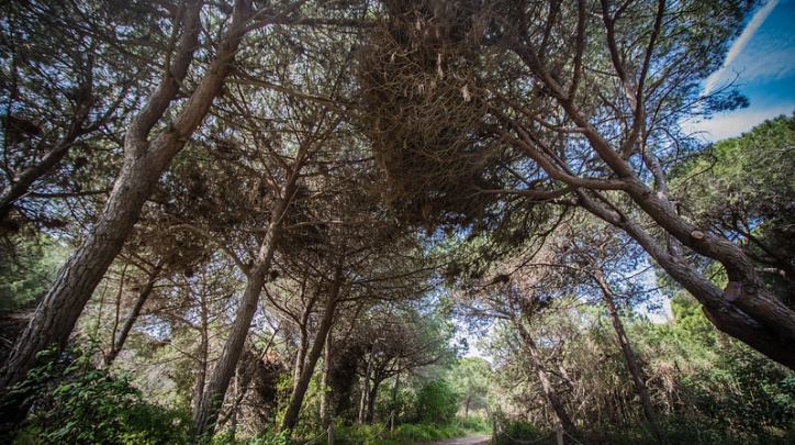 La pineda de Can Camins