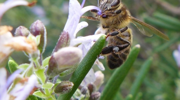 Una abella en un jardí del Prat.