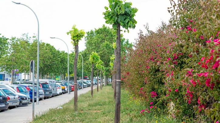 Arbres recentment trasplantats al c. d'Apel·les Mestres. 