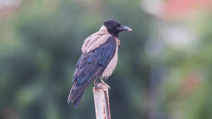 Una de les cornelles emmantellades que viu a la nostra ciutat. FOTO: Ferran López