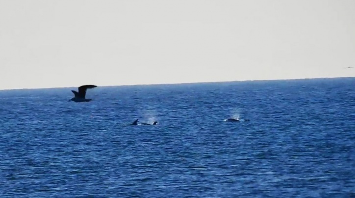 Dofins molars el Prat Delta del Llobrejat Platja Ca l'Arana