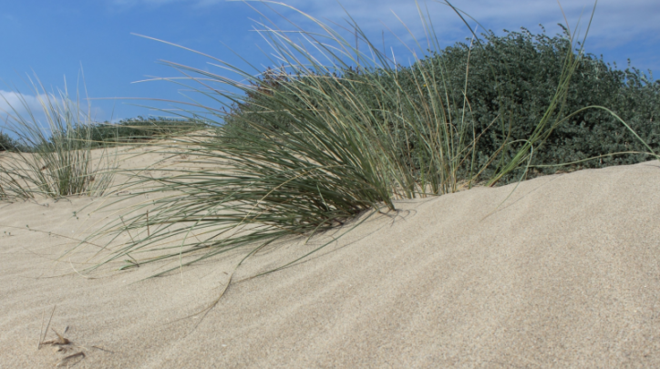 Dunes metropolitanes