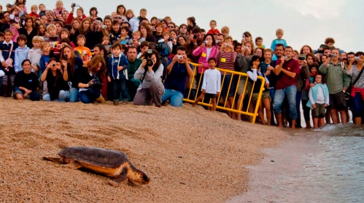 Alliberament d'una tortuga a la platja del Prat.