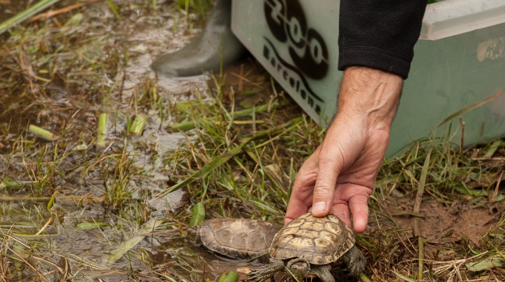 tortugues ibèriques d'aigua