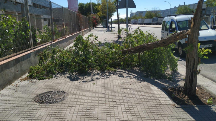 Arbres tempestes