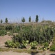 Hort ludic bio