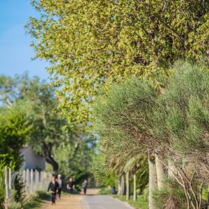 Arbres Arbres