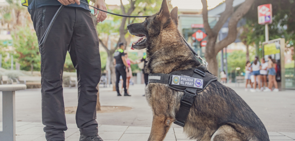 Unitat canina policia local