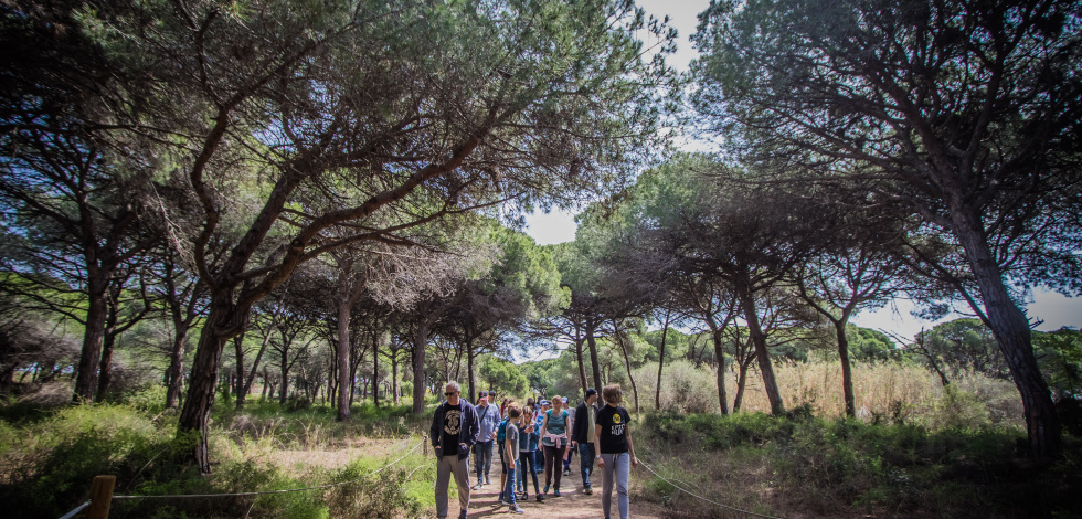Pineda de Can Camins