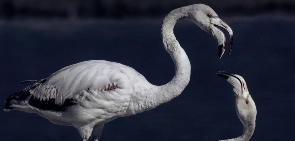 Birdwatching, observeu les aus del Delta