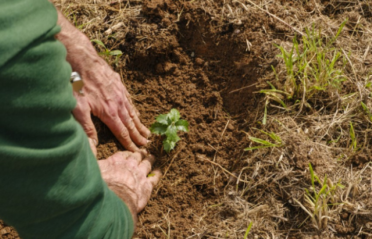 Voluntariat ambiental: Millorem el verd del riu